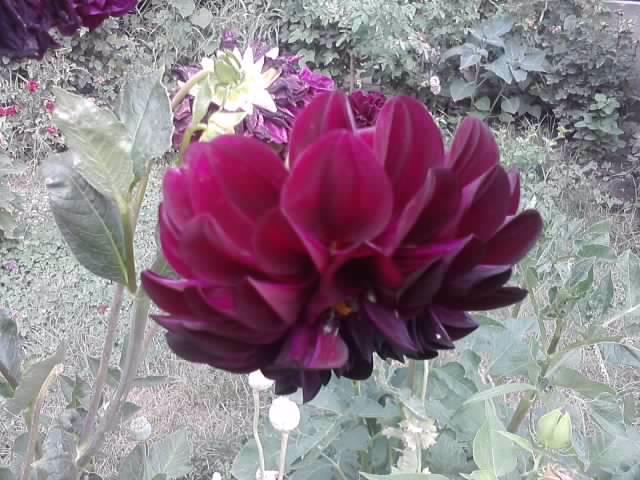 P100712_17.58 - flori de gradina 2012-2