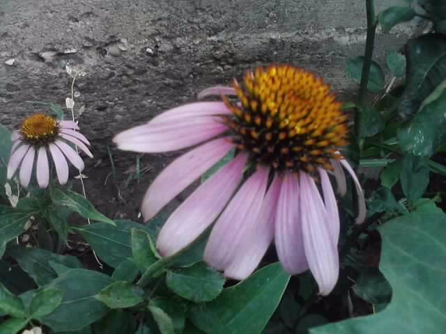 P100712_17.59_[01] - flori de gradina 2012-2