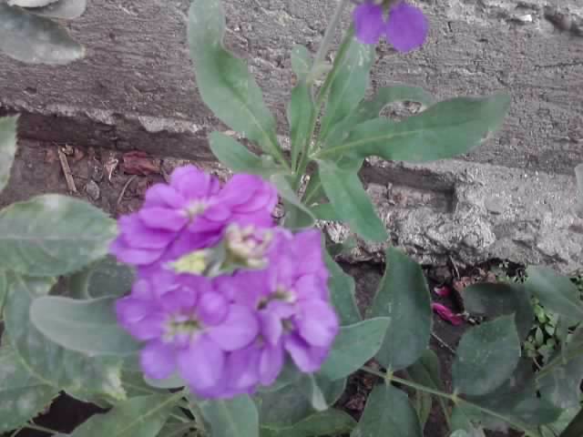P100712_17.59_[03] - flori de gradina 2012-2