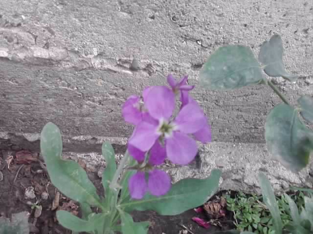 P100712_17.59_[04] - flori de gradina 2012-2