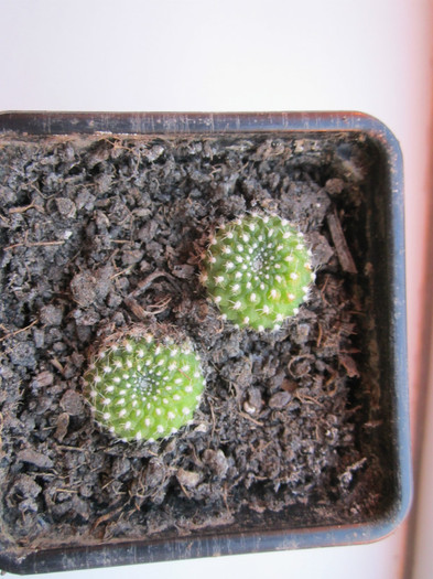 Rebutia - multumesc mihaic! - cactusi - 2012