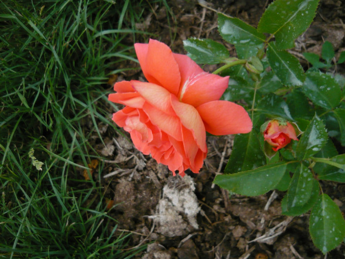 003 - TRANDAFIRI 2012-2013-2014