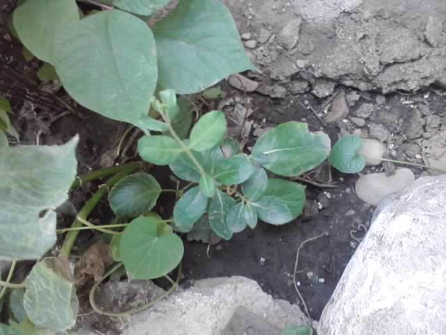 lonicera roz s-a prins -multumesc ileana - flori de gradina 2012-2