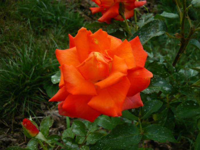 005 - TRANDAFIRI 2012-2013-2014