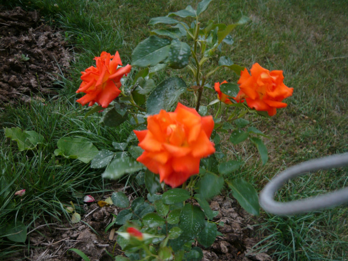 007 - TRANDAFIRI 2012-2013-2014