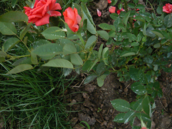 008 - TRANDAFIRI 2012-2013-2014