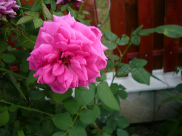 009 - TRANDAFIRI 2012-2013-2014