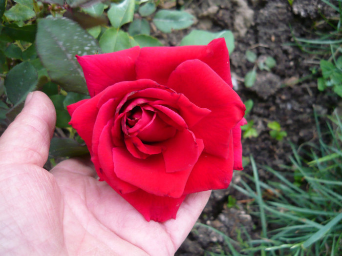 014 - TRANDAFIRI 2012-2013-2014