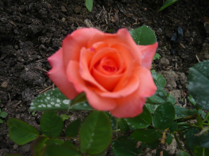 015 - TRANDAFIRI 2012-2013-2014