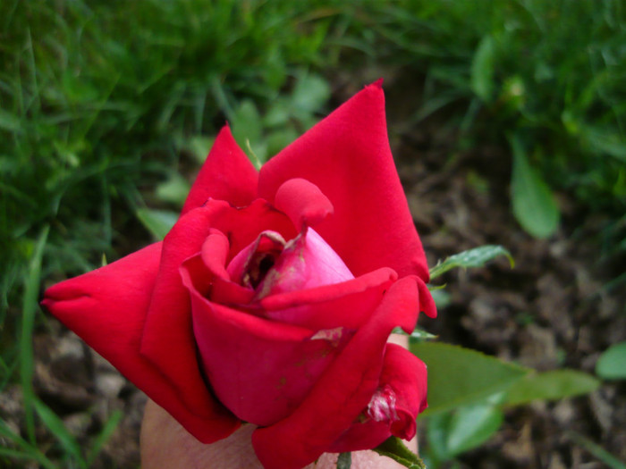 016 - TRANDAFIRI 2012-2013-2014