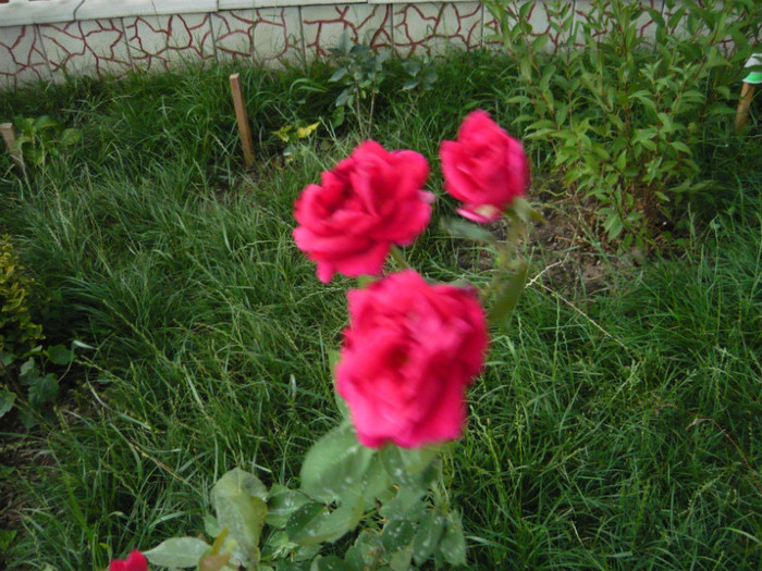 041 - TRANDAFIRI 2012-2013-2014