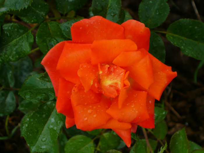 043 - TRANDAFIRI 2012-2013-2014