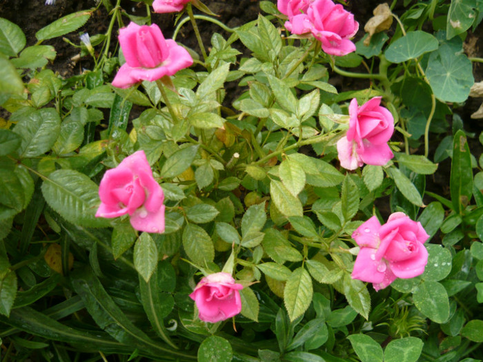 054 - TRANDAFIRI 2012-2013-2014