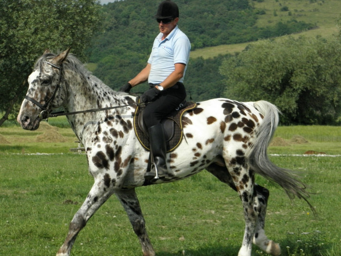 poza 929