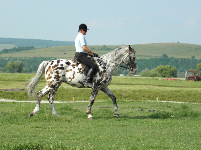 poza 931