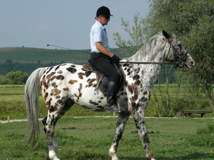 poza 942