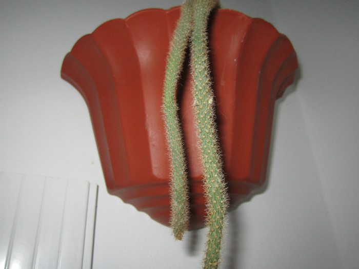 Aporocactus flageliformis-multumesc mihaic