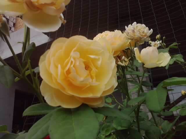 P100712_18.04_[03] - roze2012