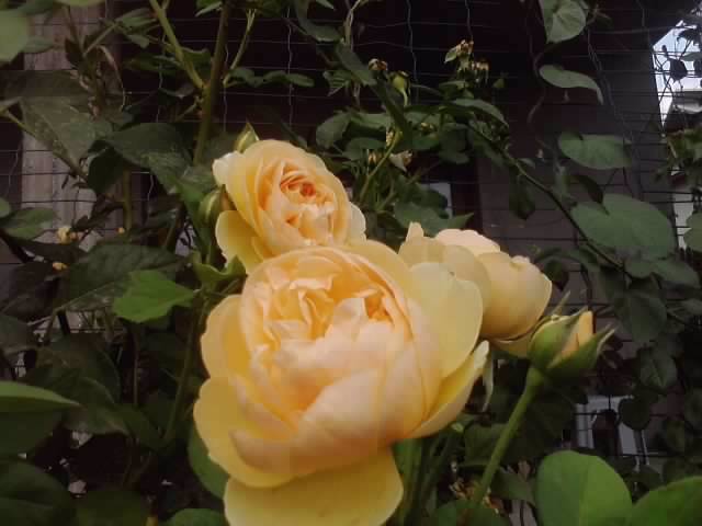 P100712_18.05 - roze2012