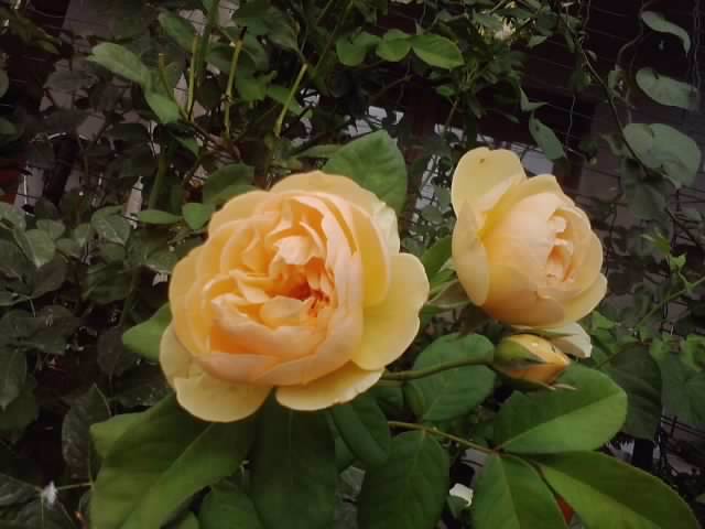 P100712_18.05_[01] - roze2012