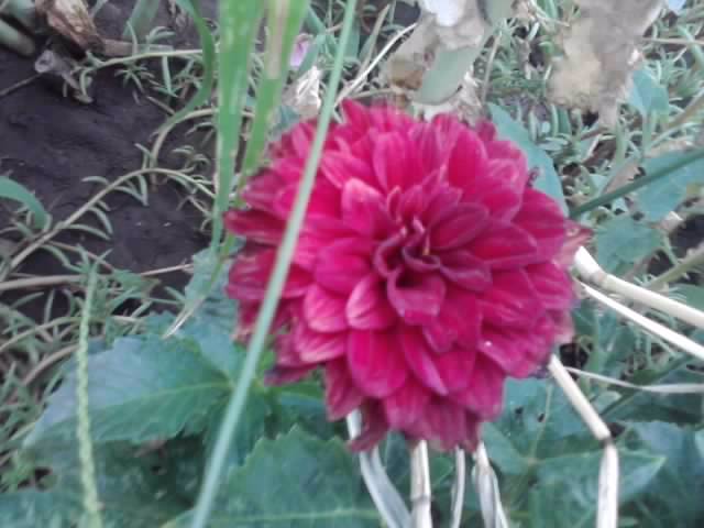 P100712_18.05_[02] - roze2012