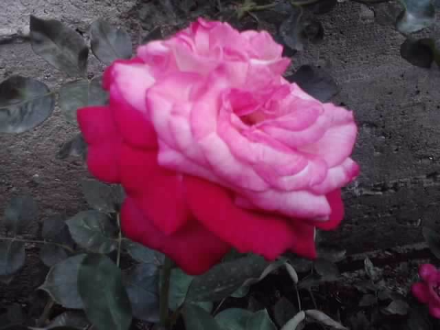 P100712_18.06_[03] - roze2012
