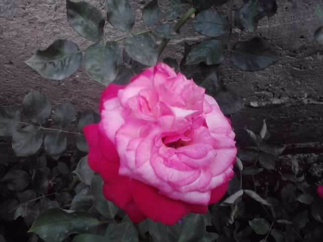 P100712_18.06_[04] - roze2012