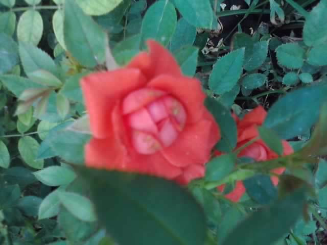 P100712_18.07_[02] - roze2012