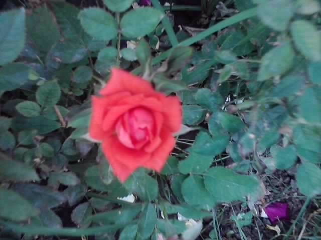 P100712_18.07_[03] - roze2012