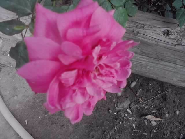 P100712_18.09 - roze2012