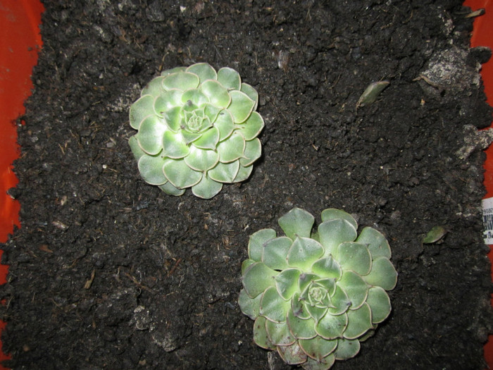 Tacitus belus-multumesc madved20 - cactusi - 2012