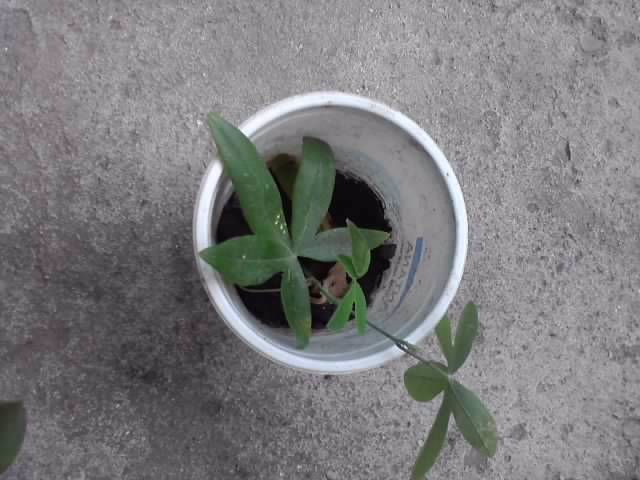 pasiflora albastra ptr. marcia s-a prins