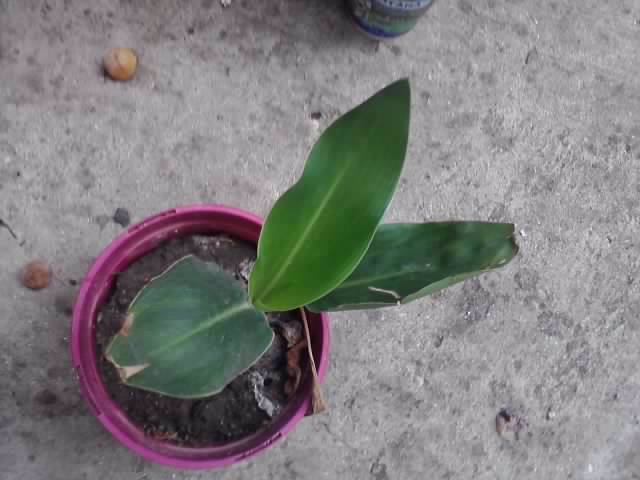 sterlitzia