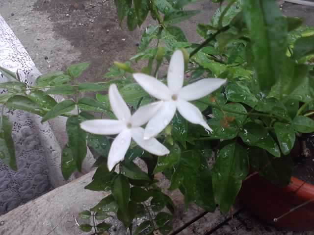 P100712_17.50_[04] - floricele-2012