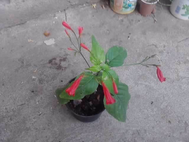 P100712_17.44 - floricele-2012