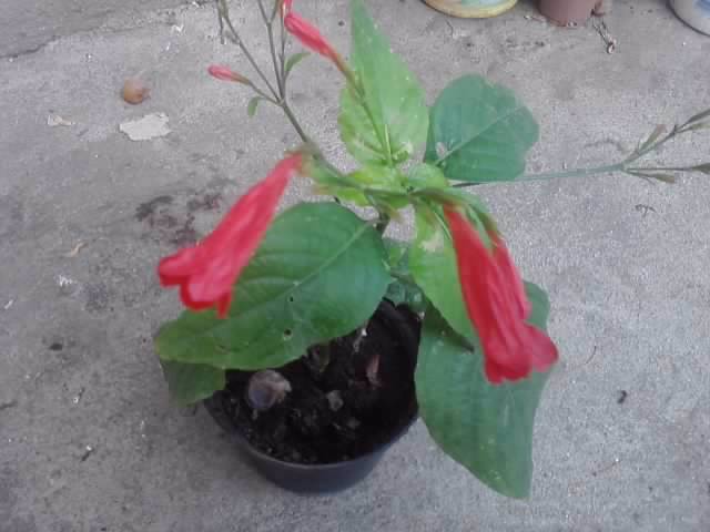 P100712_17.44_[01] - floricele-2012