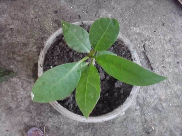 plumeria alba - floricele-2012