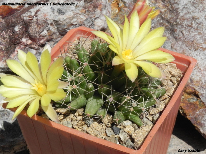Mammillaria uberiformis