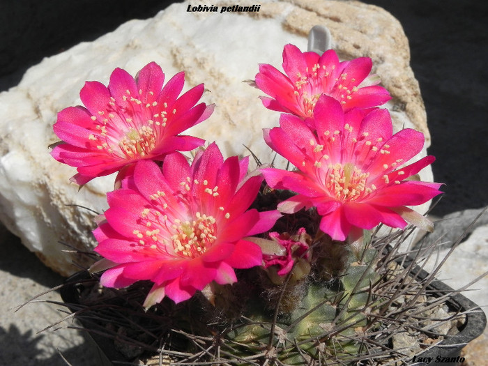 Lobivia petlandii