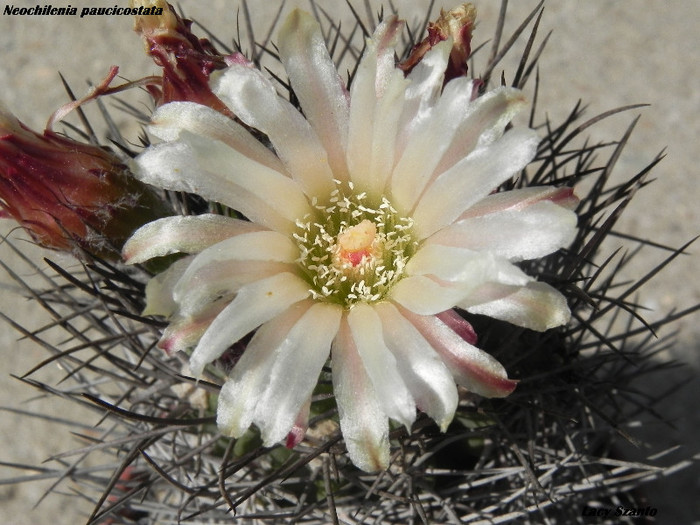 Neochilenia paucicostata