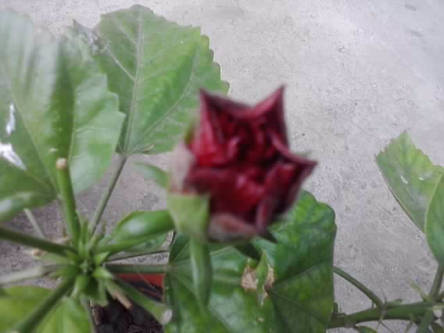 P100712_18.11_[03] - hibiscusi-2012-1