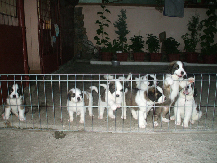 DSCF4346 - Saint Bernard