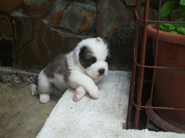 DSCF4342 - Saint Bernard