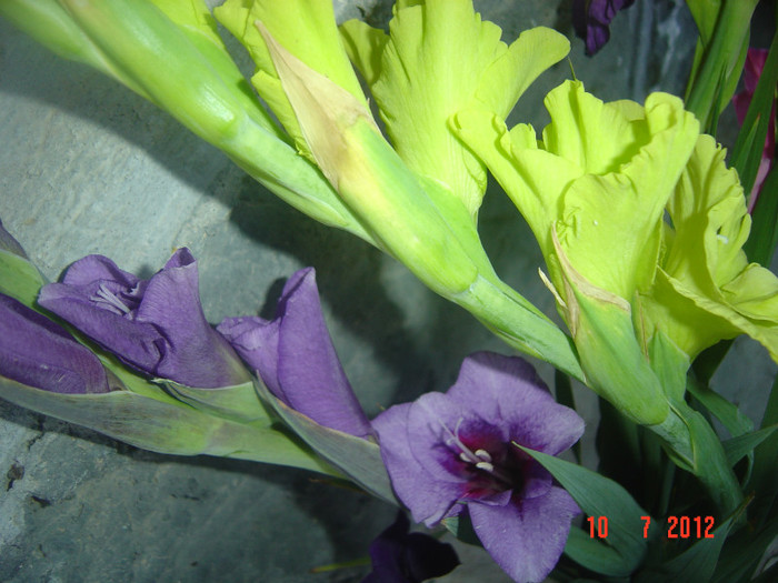 poze 1270 - 2012-GLADIOLE