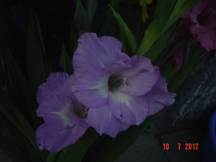 poze 1267 - 2012-GLADIOLE