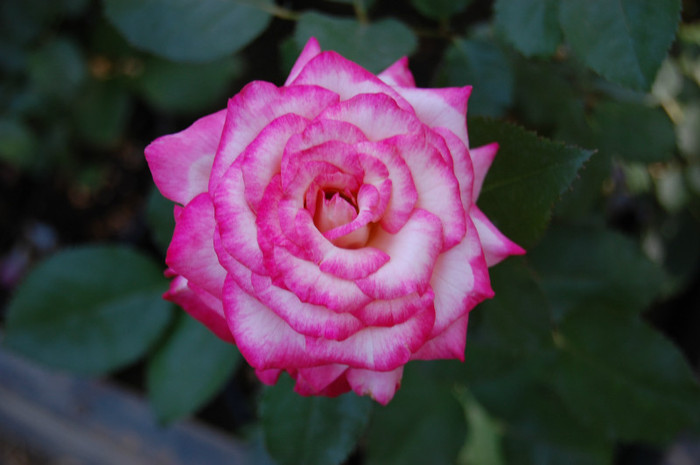 DSC_4549 - Ziua Rozelor 2012 Ciumbrud