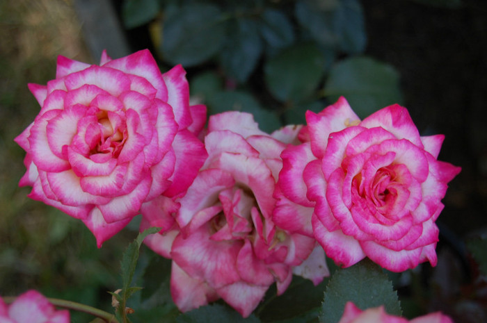 DSC_4550 - Ziua Rozelor 2012 Ciumbrud