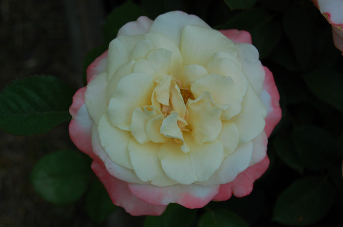 DSC_4552 - Ziua Rozelor 2012 Ciumbrud