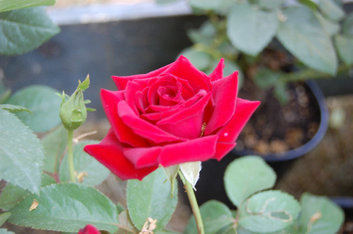 DSC_4561 - Ziua Rozelor 2012 Ciumbrud