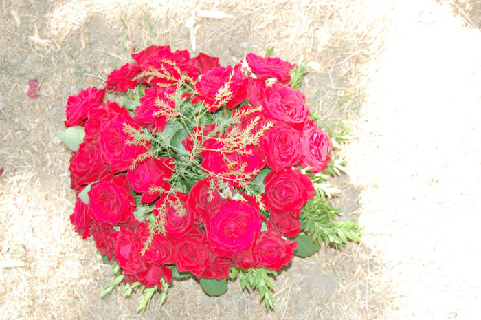 DSC_4562 - Ziua Rozelor 2012 Ciumbrud